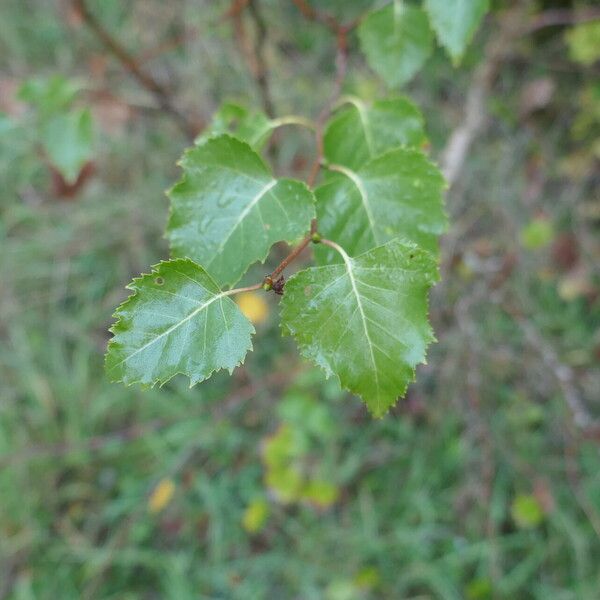 Betula occidentalis 葉