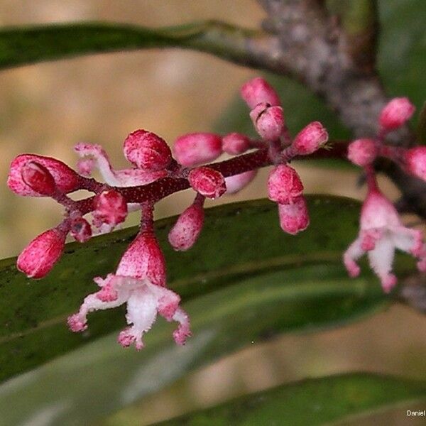 Acropogon aoupiniensis Flower