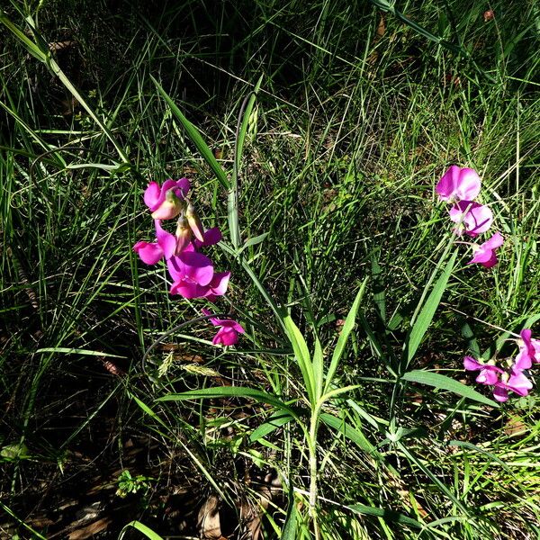 Lathyrus latifolius Habitat