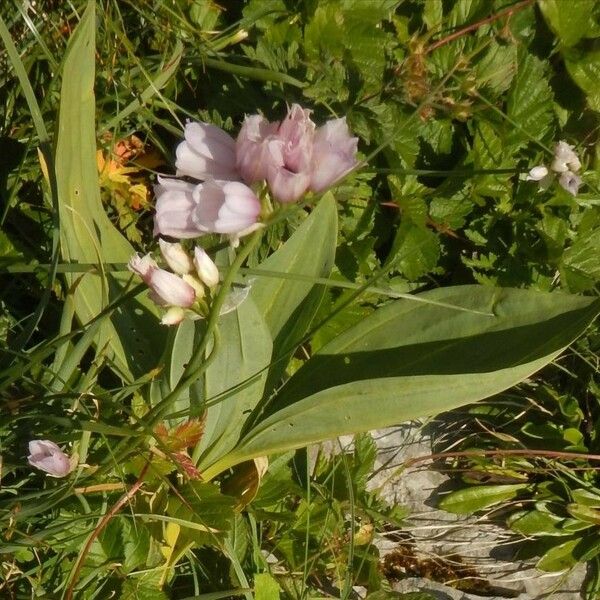 Allium narcissiflorum Kukka