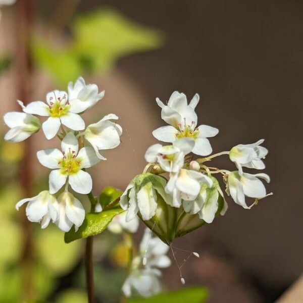 Fagopyrum esculentum Flower