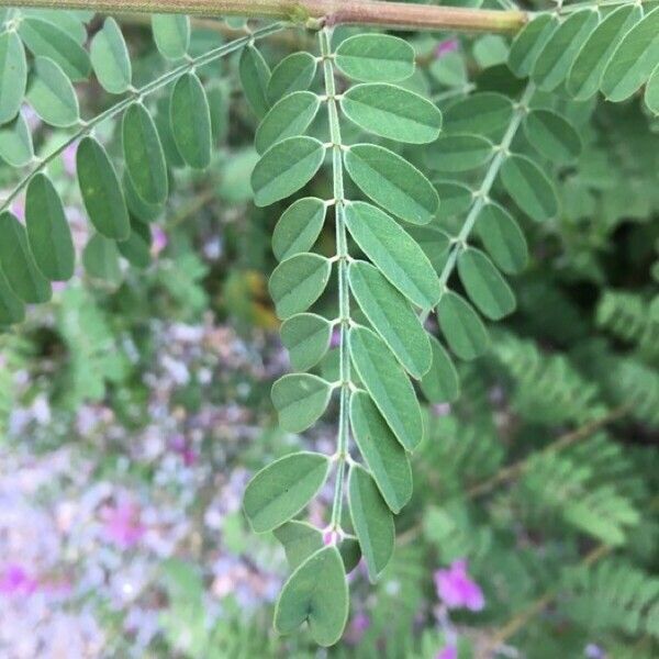 Indigofera tinctoria Leaf