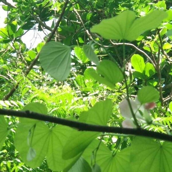 Bauhinia monandra पत्ता
