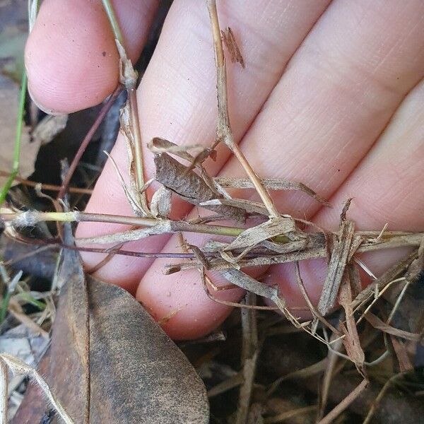 Melinis minutiflora Escorça