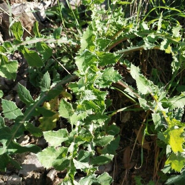 Sonchus asper Lapas