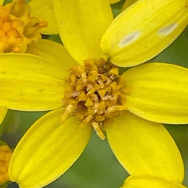 Senecio angulatus Blomst