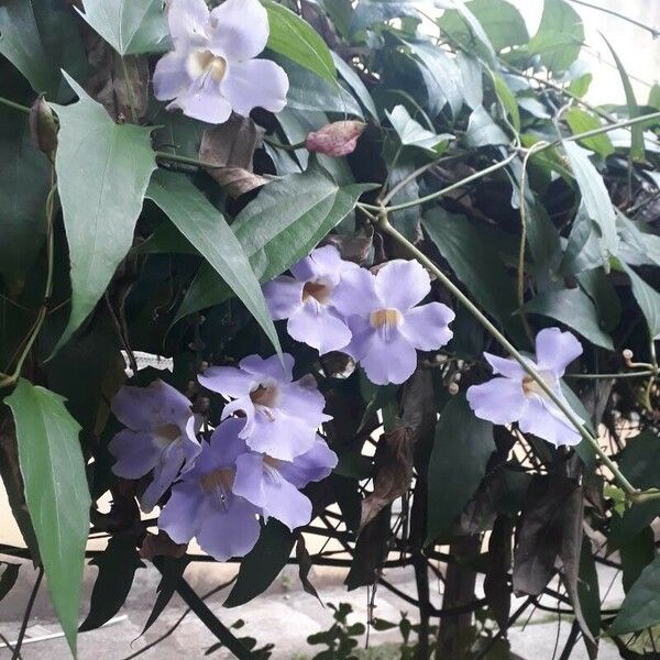 Thunbergia grandiflora Flor