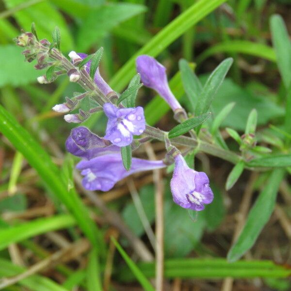 Scutellaria integrifolia Λουλούδι