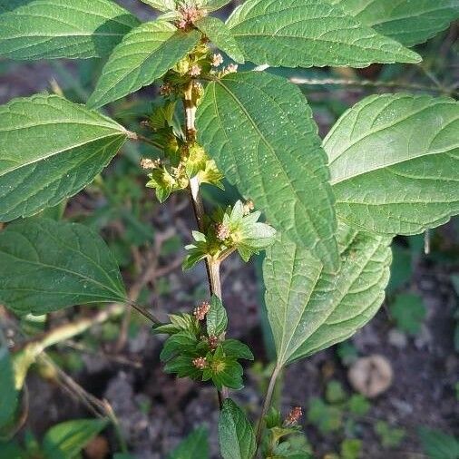 Acalypha virginica Alkat (teljes növény)