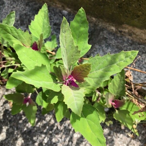 Chenopodium giganteum Blatt