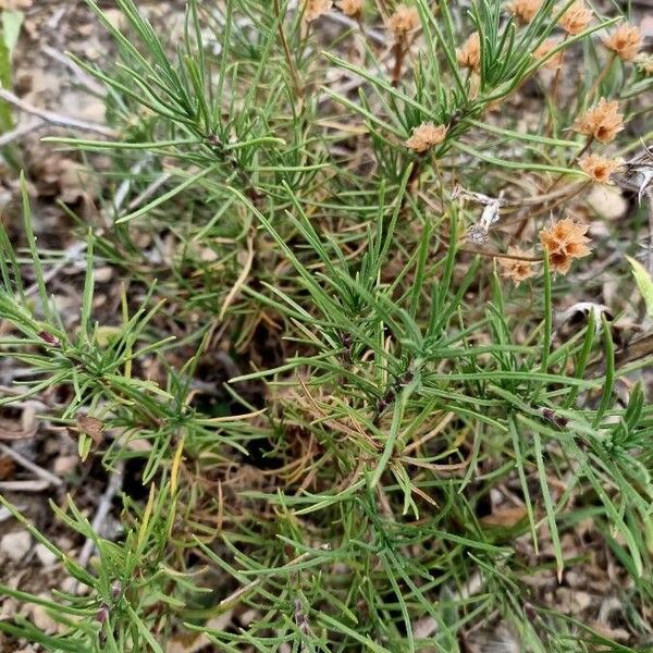 Plantago sempervirens Blatt