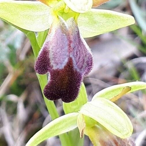 Ophrys fusca Кветка