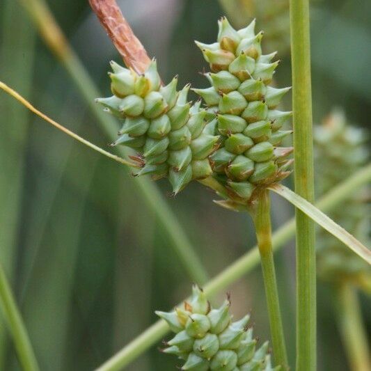 Carex extensa Fruit