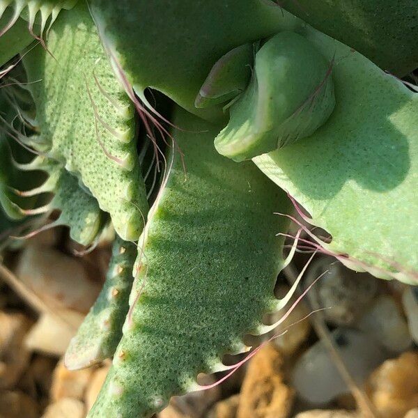 Faucaria tigrina Habitus