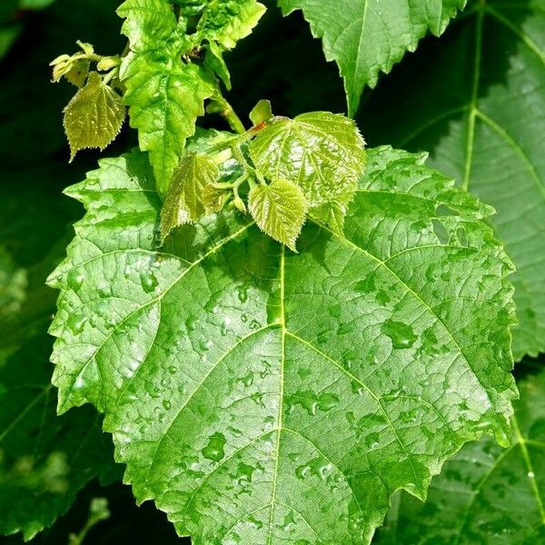 Tilia platyphyllos Frunză