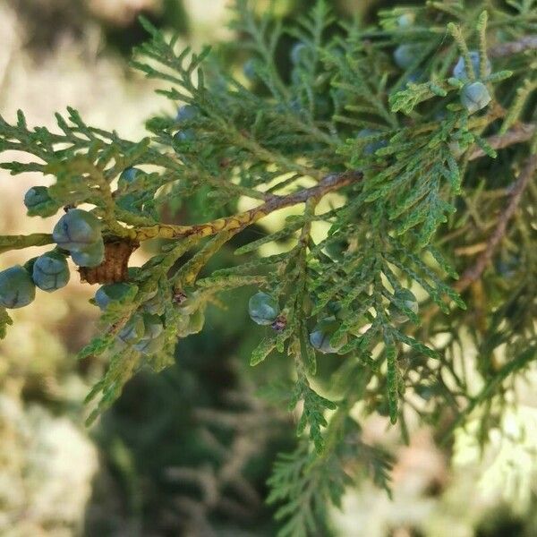 Juniperus thurifera Fruit