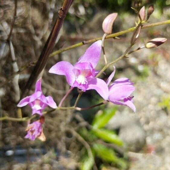 Bletia purpurea Flower
