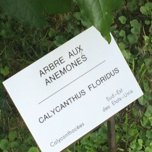 Calycanthus floridus Other
