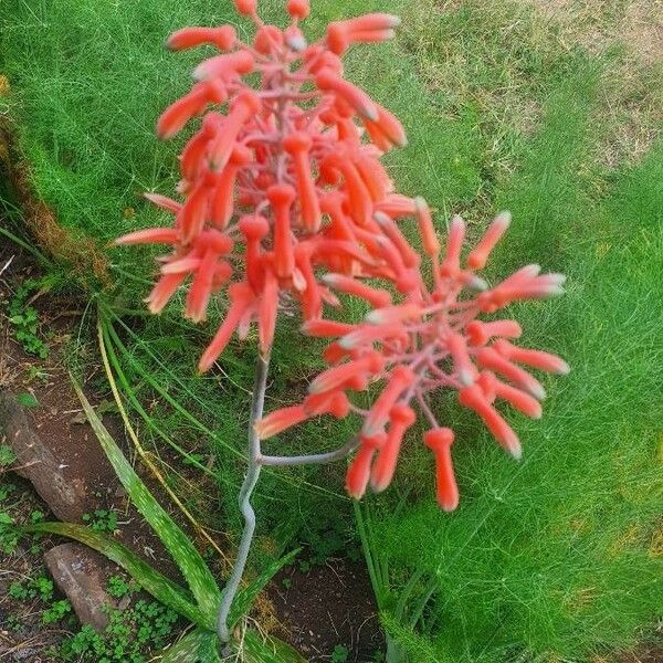 Aloe amudatensis Kukka