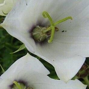 Campanula carpatica Flower