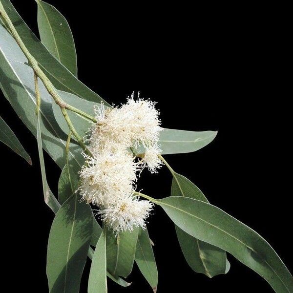 Eucalyptus tereticornis Floro