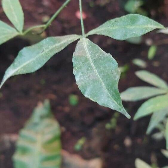 Zanthoxylum asiaticum Folha