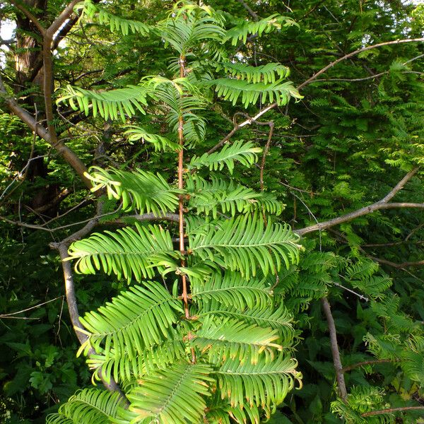 Metasequoia glyptostroboides Folha