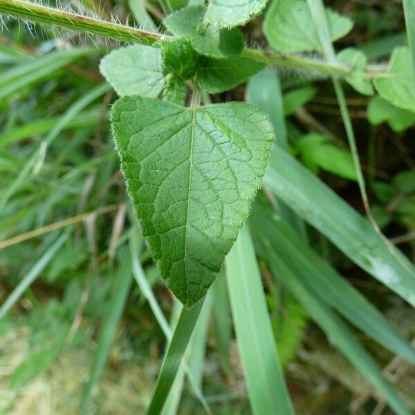 Salvia coccinea Leaf