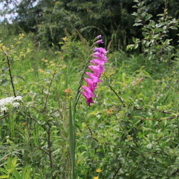 Gladiolus imbricatus Blüte