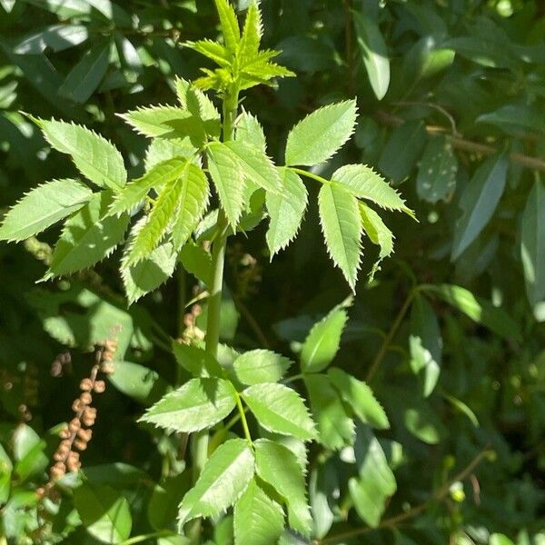 Rosa × malmundariensis Frunză