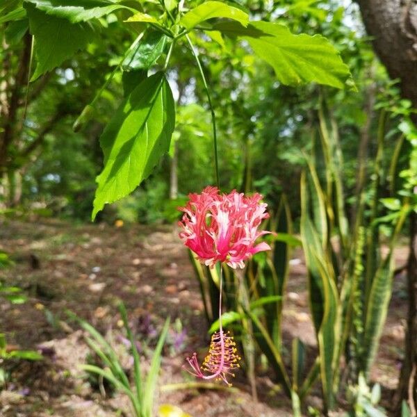 Hibiscus schizopetalus Λουλούδι