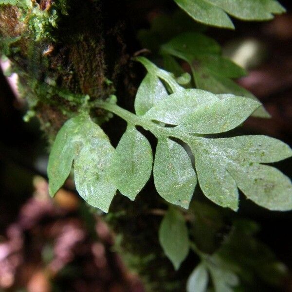 Asplenium holophlebium