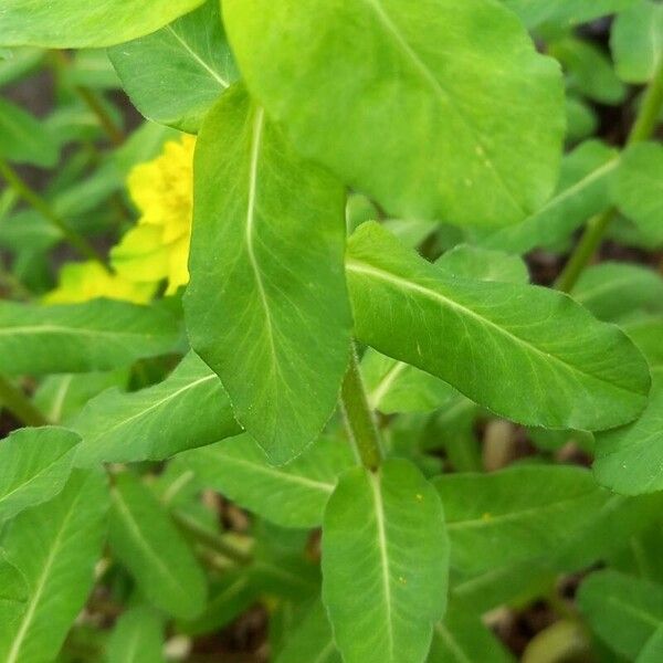 Euphorbia epithymoides Folha