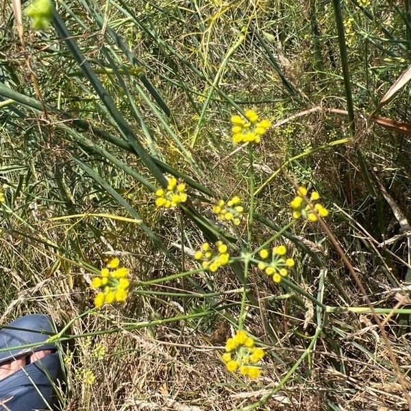 Foeniculum vulgare Blomma