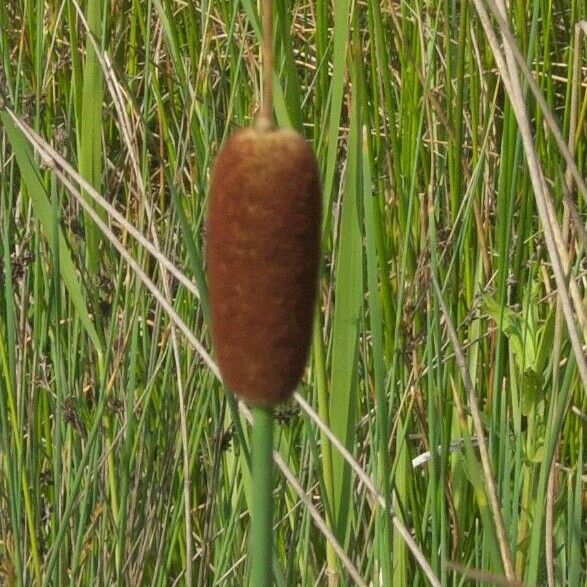 Typha minima Flower