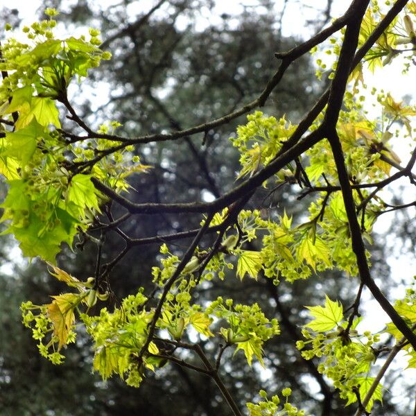 Acer pictum Leaf