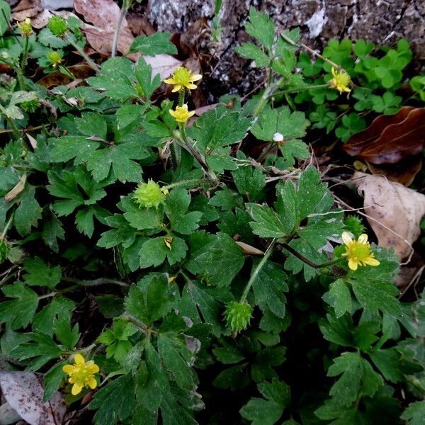 Ranunculus repens Elinympäristö