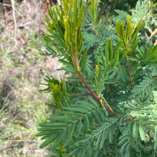 Acacia decurrens Feuille