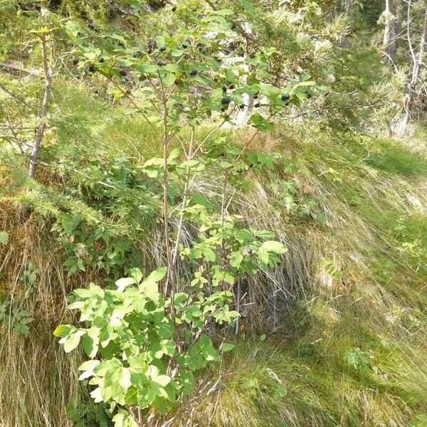 Lonicera nigra Habit