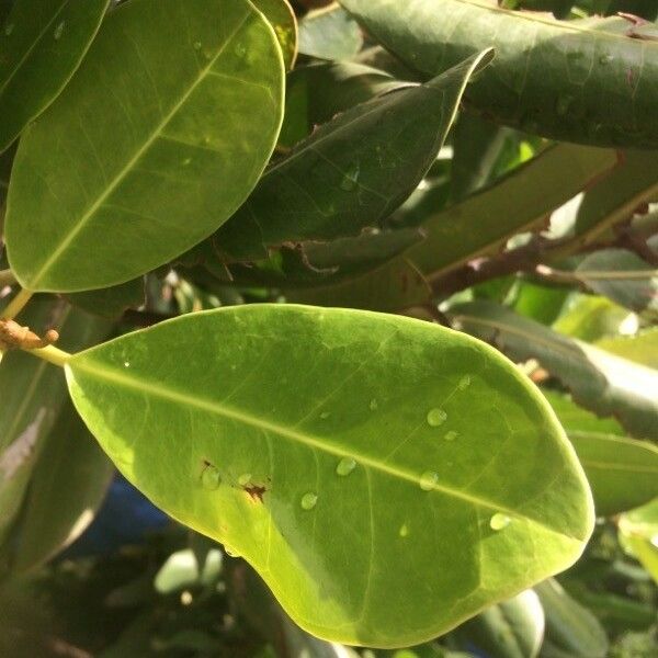 Mimusops coriacea Leaf