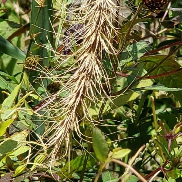 Elymus riparius Квітка
