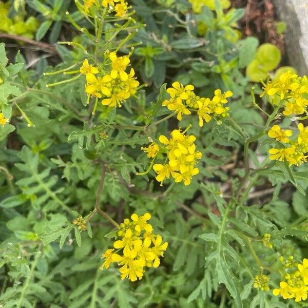 Rorippa sylvestris Blomma