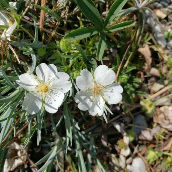 Potentilla alba Flor