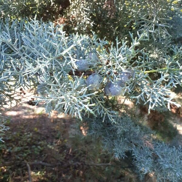 Cupressus arizonica Hoja