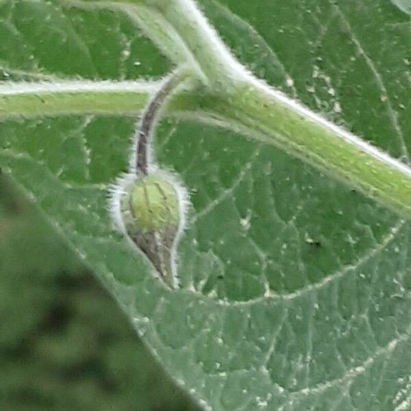 Physalis peruviana Flor