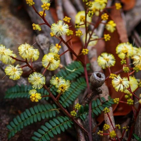 Acacia terminalis Kvet