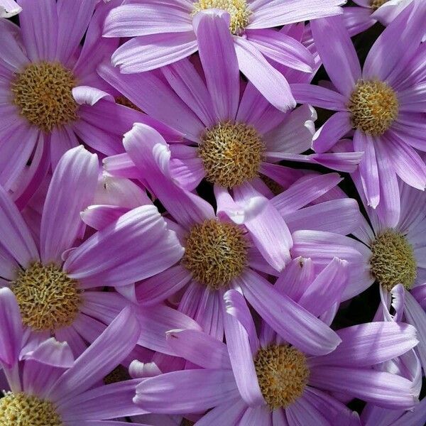 Pericallis lanata Flower