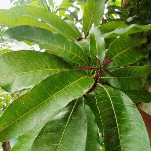 Mangifera indica 葉