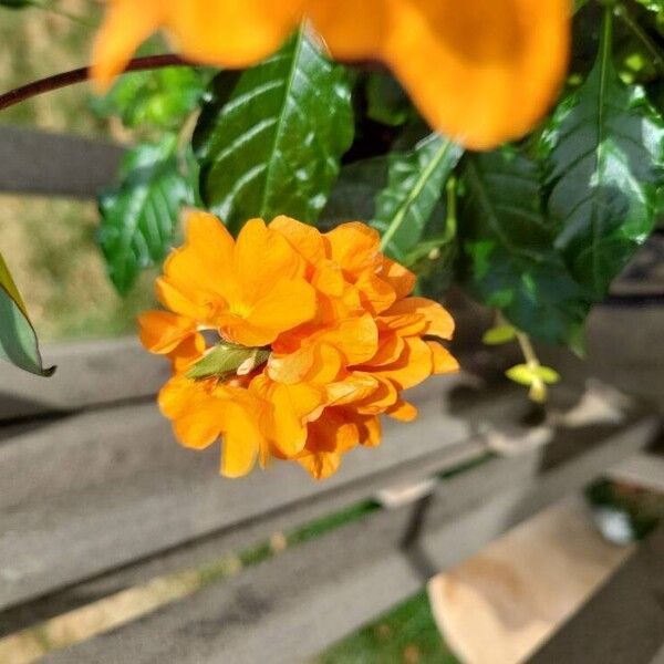 Crossandra infundibuliformis Flor