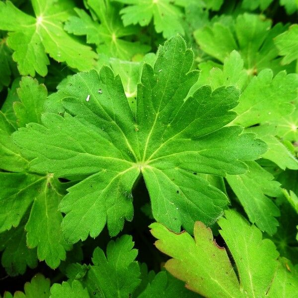 Geranium macrorrhizum Leaf